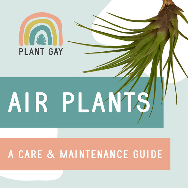Flip Hair, Hang an Air: An Air Plant Care Guide