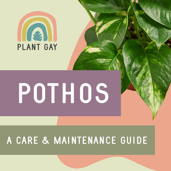 Pothos is an Easy Girl: A Care & Maintenance Guide