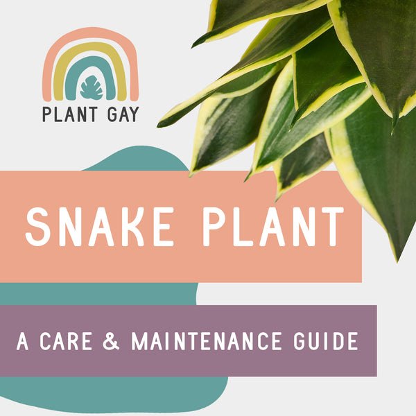 Snake Plants are Chill AF: Care & Maintenance Guide