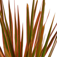 Load image into Gallery viewer, Dracaena 'Colorama' - 4" Pot