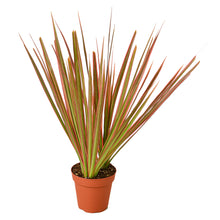 Load image into Gallery viewer, Dracaena 'Colorama' - 4" Pot
