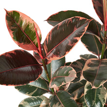 Load image into Gallery viewer, Ficus Elastica 'Ruby Pink'