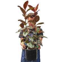 Load image into Gallery viewer, Ficus Elastica 'Ruby Pink'