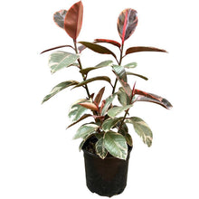 Load image into Gallery viewer, Ficus Elastica 'Ruby Pink'