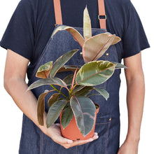 Load image into Gallery viewer, Ficus Elastica 'Ruby Pink'