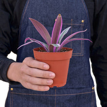 Load image into Gallery viewer, Oyster Plant 'Moses in the Cradle' - 4" Pot