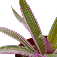 Load image into Gallery viewer, Oyster Plant 'Moses in the Cradle' - 4" Pot