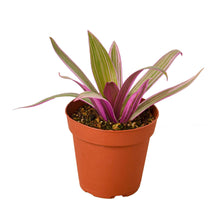 Load image into Gallery viewer, Oyster Plant 'Moses in the Cradle' - 4" Pot