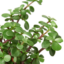Load image into Gallery viewer, Succulent 'Elephant Bush'