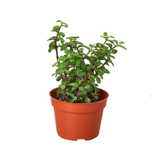 Load image into Gallery viewer, Succulent 'Elephant Bush'
