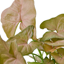 Load image into Gallery viewer, Syngonium Strawberry - 4" Pot