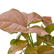 Load image into Gallery viewer, Syngonium Strawberry - 4" Pot