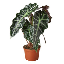 Load image into Gallery viewer, Alocasia Polly 'African Mask'