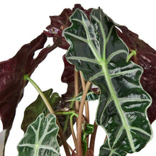 Load image into Gallery viewer, Alocasia Polly 'African Mask'