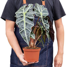 Load image into Gallery viewer, Alocasia Polly 'African Mask'