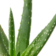 Load image into Gallery viewer, Aloe Vera