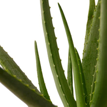 Load image into Gallery viewer, Aloe Vera
