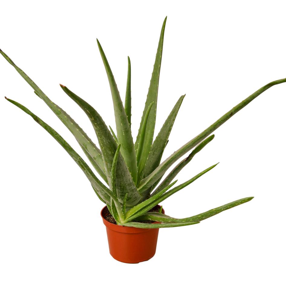 male aloe vera plant Aloe Vera – Plant Gay