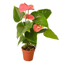 Load image into Gallery viewer, Anthurium Pink