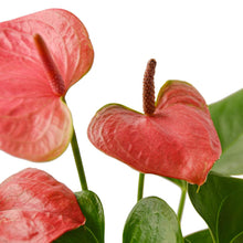 Load image into Gallery viewer, Anthurium Pink