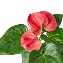 Load image into Gallery viewer, Anthurium Pink