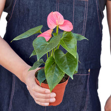 Load image into Gallery viewer, Anthurium Pink