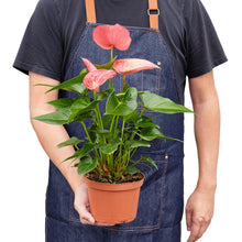 Load image into Gallery viewer, Anthurium Pink