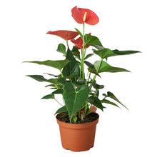 Load image into Gallery viewer, Anthurium Pink
