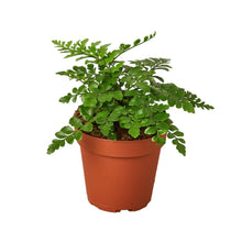 Load image into Gallery viewer, Austral Gem Fern