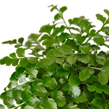 Load image into Gallery viewer, Austral Gem Fern