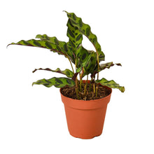 Load image into Gallery viewer, Calathea Lancifolia 'Rattlesnake'
