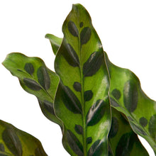 Load image into Gallery viewer, Calathea Lancifolia 'Rattlesnake'