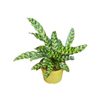 Load image into Gallery viewer, Calathea Lancifolia 'Rattlesnake'