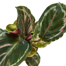 Load image into Gallery viewer, Calathea Roseopicta 'Medallion'