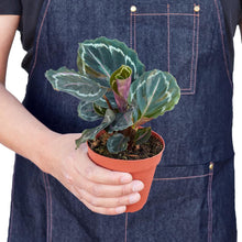 Load image into Gallery viewer, Calathea Roseopicta 'Medallion'