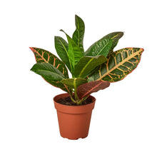 Load image into Gallery viewer, Croton Petra 'Joseph's Coat'