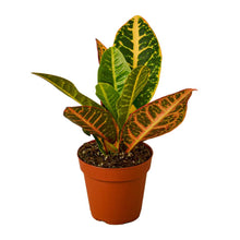 Load image into Gallery viewer, Croton Petra 'Joseph's Coat'