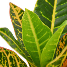 Load image into Gallery viewer, Croton Petra 'Joseph's Coat'