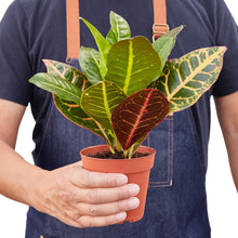 Load image into Gallery viewer, Croton Petra 'Joseph's Coat'