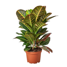 Load image into Gallery viewer, Croton Petra 'Joseph's Coat'