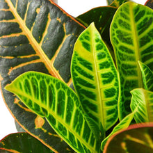 Load image into Gallery viewer, Croton Petra 'Joseph's Coat'