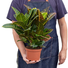 Load image into Gallery viewer, Croton Petra 'Joseph's Coat'