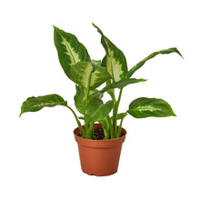 Load image into Gallery viewer, Dieffenbachia Camille 'Dumb Cane'