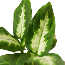 Load image into Gallery viewer, Dieffenbachia Camille &#39;Dumb Cane&#39;
