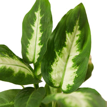Load image into Gallery viewer, Dieffenbachia Camille 'Dumb Cane'