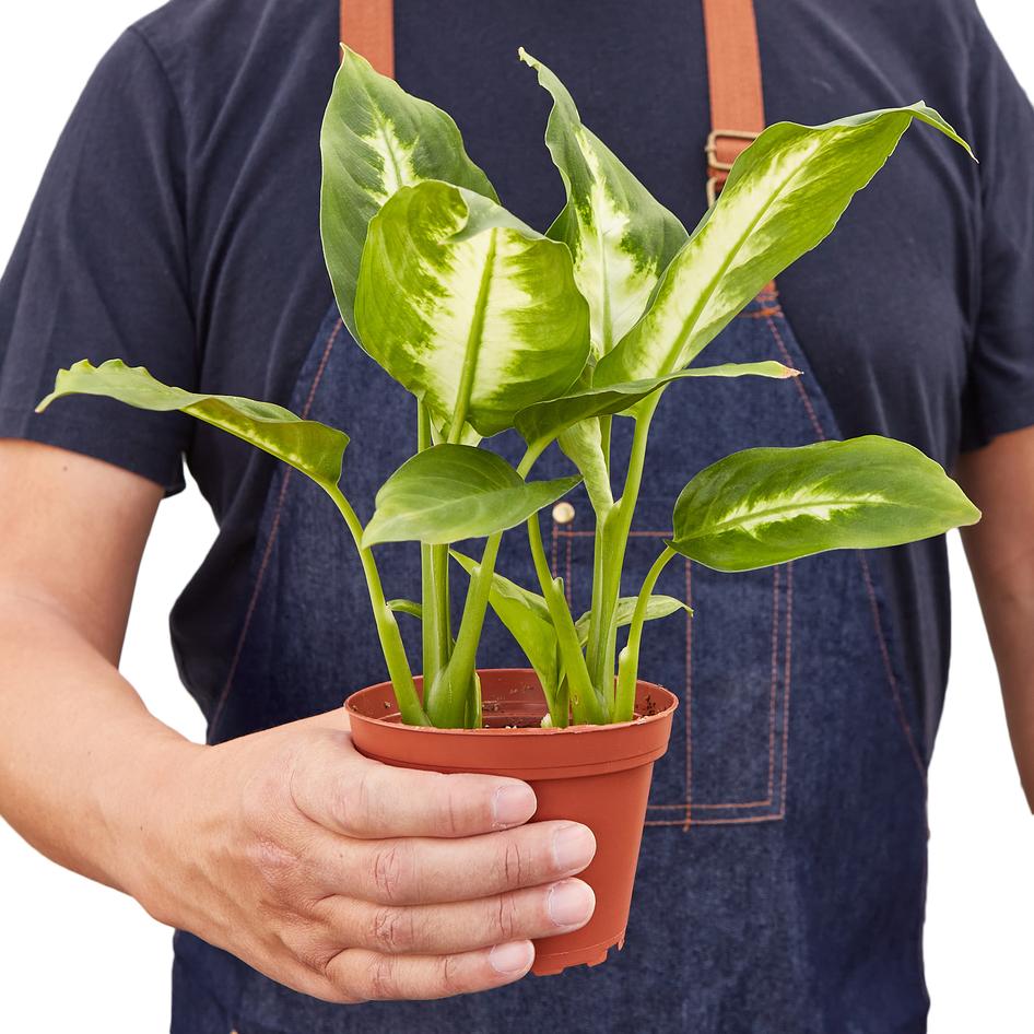 dieffenbachia camille dumb cane Dieffenbachia Camille 'Dumb Cane' – Plant Gay