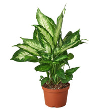 Load image into Gallery viewer, Dieffenbachia Camille 'Dumb Cane'