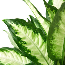 Load image into Gallery viewer, Dieffenbachia Camille 'Dumb Cane'