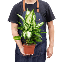 Load image into Gallery viewer, Dieffenbachia Camille 'Dumb Cane'