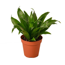 Load image into Gallery viewer, Dracaena Janet Craig